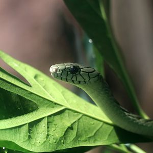 Western green mamba