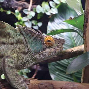 Parson's chameleon