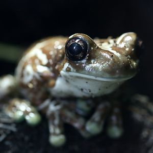Mission golden-eyed tree frog