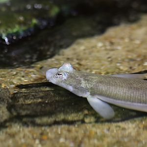 Largescale four-eyed fish