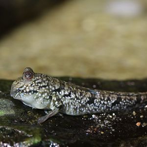 Mudskipper