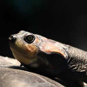 Red-bellied short-necked turtle