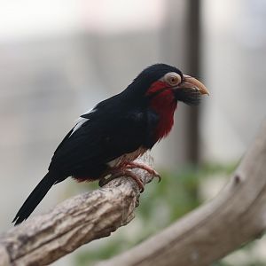 Bearded barbet