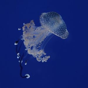 Jellyfish