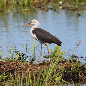 White-necked Heron - Fogg Dam