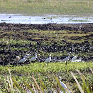 Spoonbills, Egrets, and Swamphens - Fogg Dam