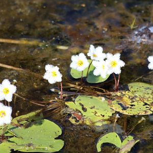 Cute Little Water Lillies - Fogg Dam