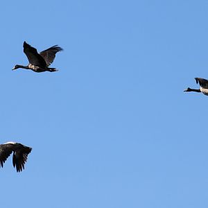 Magpie Geese - Fogg Dam