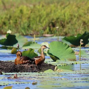 Wandering Whistling Ducks - Fogg Dam