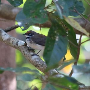Arafura Fantail - Fogg Dam