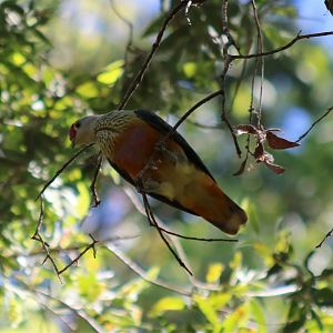 Rose-crowned Fruit-dove - Fogg Dam