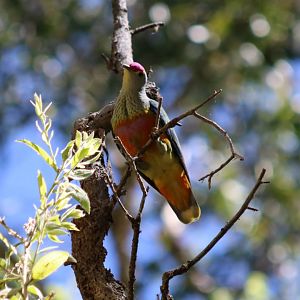 Rose-crowned Fruit-dove - Fogg Dam