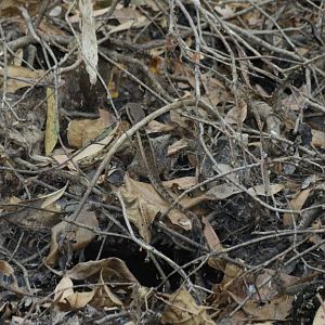 Gowidon temporalis or Lophognathus gilberti - Fogg Dam