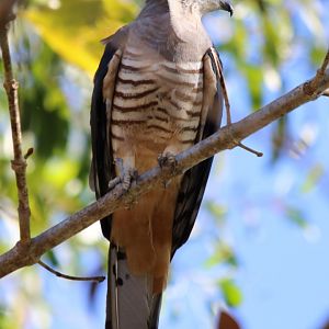 Pacific Baza - Howard Springs