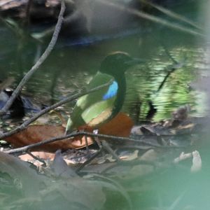 Rainbow Pitta - Howard Springs