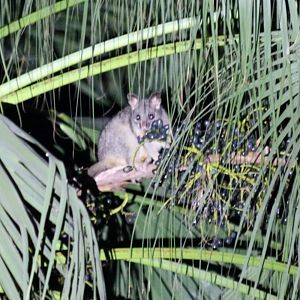 Northern Brushtail Possum - Darwin Botanic Gardens