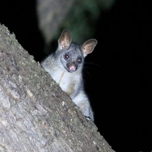 Northern Brushtail Possum - Darwin Botanic Gardens