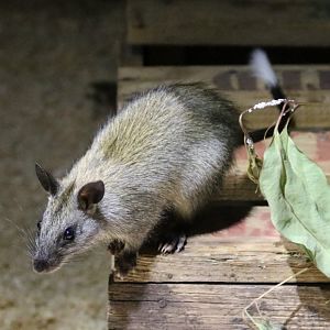 Black-footed Tree-rat