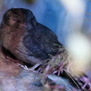 Australian Owlet-nightjar