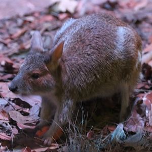 Spectacled Hare-wallaby