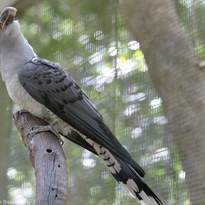 Channel-billed Cuckoo