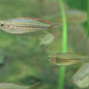 Exquisite Rainbowfish