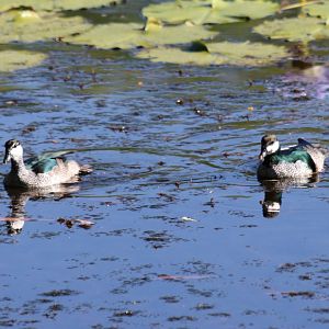 Wild Green Pygmy Geese