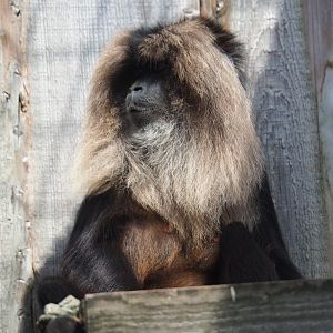 Lion-tailed macaque (Macaca silenus)