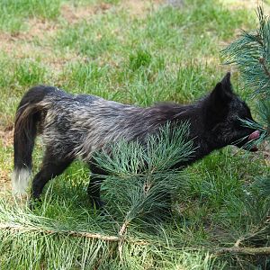 Silver fox (Vulpes vulpes)