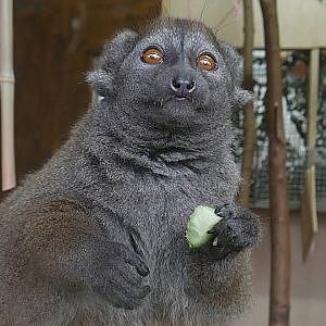 Paul & Lynsey's Zoo Tour #76 Wild Place Project - OKAPI EXPERIENCE - YouTube