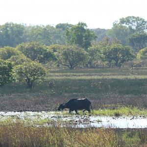 Feral Water Buffalo - Kakadu