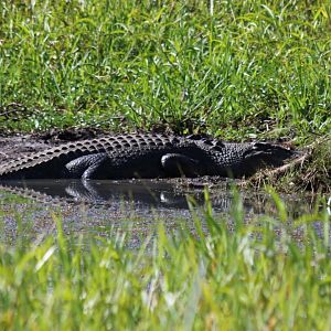Saltwater Crocodile - Kakadu