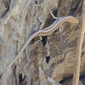Skink - Kakadu