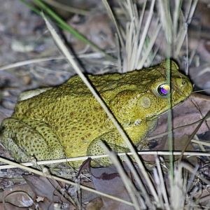 Cane Toad - Kakadu