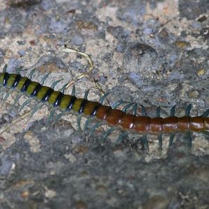 Centipede - Kakadu