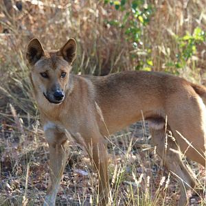 Dingo - Kakadu