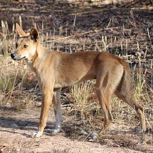 Dingo - Kakadu