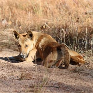 Dingo - Kakadu