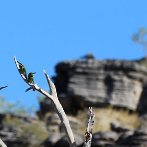 Rainbow Bee-eaters and Rock Escarpment - Kakadu