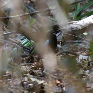 Rainbow Pitta - Kakadu