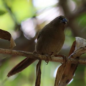 Crimson Finch - Kakadu