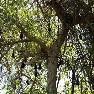 Black Flying Fox Colony - Kakadu