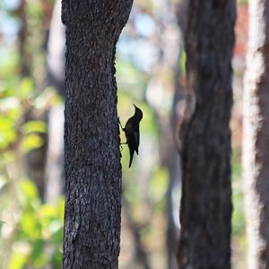 Black-tailed Treecreeper - Kakadu