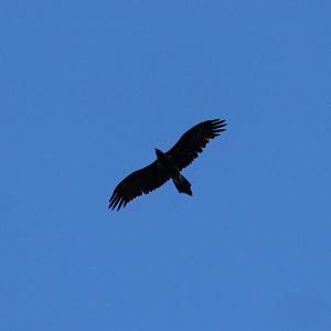 Wedge-tailed Eagle - Kakadu