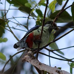 Northern Rosella - Kakadu