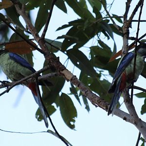 Northern Rosella - Kakadu