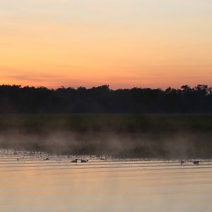 Pygmy Geese at Sunrise - Kakadu