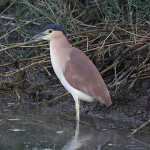Nankeen Night Heron - Kakadu