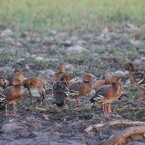 Plumed Whistling Duck - Kakadu