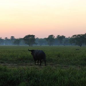 Water Buffalo and Brolga at Sunrise - Kakadu